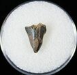 Nanotyrannus Tooth Tip - Montana #14769-1